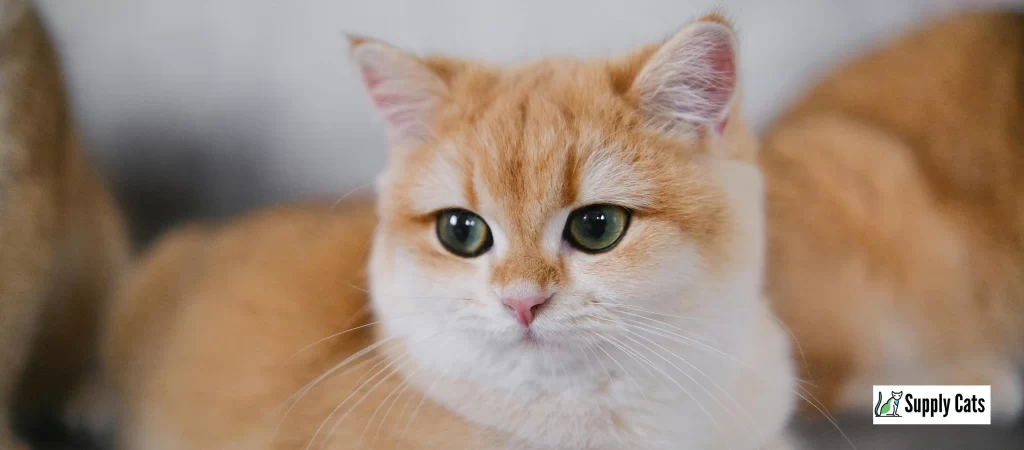 supply cats